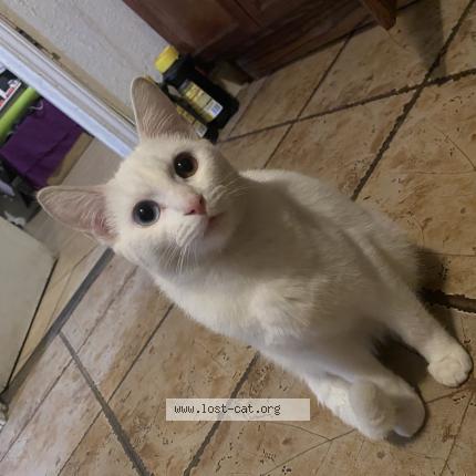 Picture of cat lost at Fresno