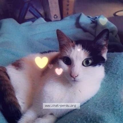 Foto van vermiste kat in Jumet