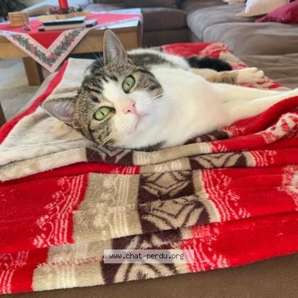 Foto einer verlorenen Katze in La Rippe