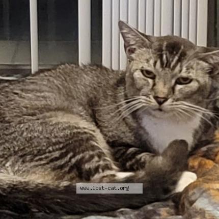 Photo 1/1 Reunited cat Lost in Cocoa