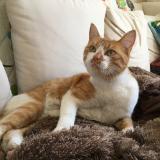 Picture of cat lost at Rosny Sous Bois