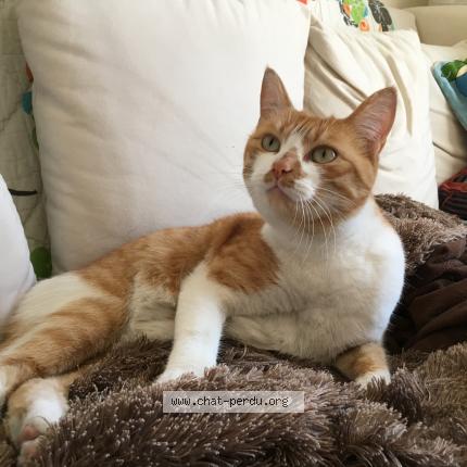 Photo 1/1 Cat reunited Lost in Rosny sous bois