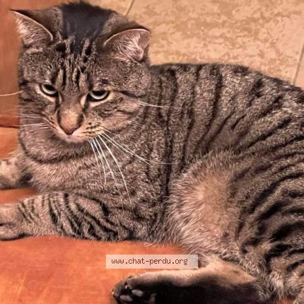Foto 1/1 Kat teruggevonden Vermist in Embourg