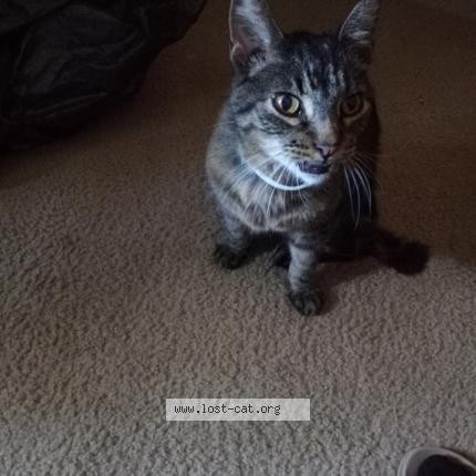 Picture of cat lost at Independence