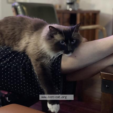 Picture of cat lost at Round Rock