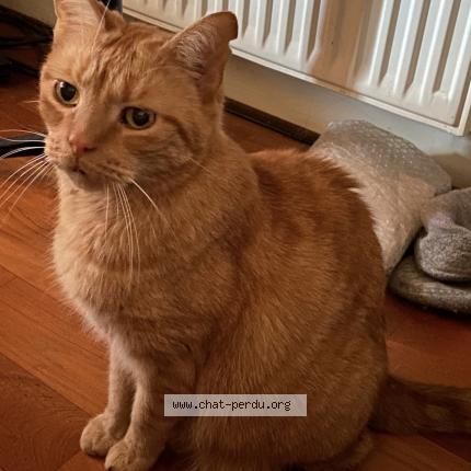 Foto van vermiste kat in Schaerbeek