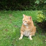 Picture of cat lost at Anet