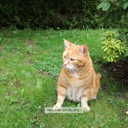 Photo 1/1 MONCHAT Chat lost in Anet