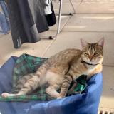 Picture of cat lost at Marseille