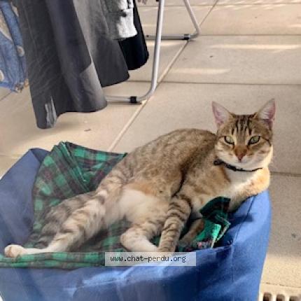 Photo 1/1 Cat reunited Lost in Marseille