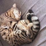 Picture of cat lost at Dampmart