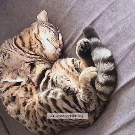 Photo 1/1 Cat reunited Lost in Dampmart