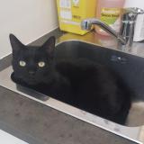 Picture of cat lost at Sucy En Brie