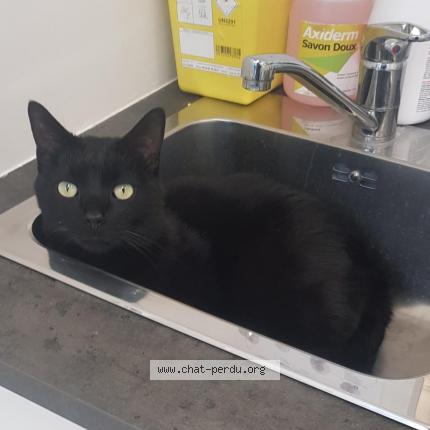 Photo 1/4 Sirius Chat lost in Sucy en brie