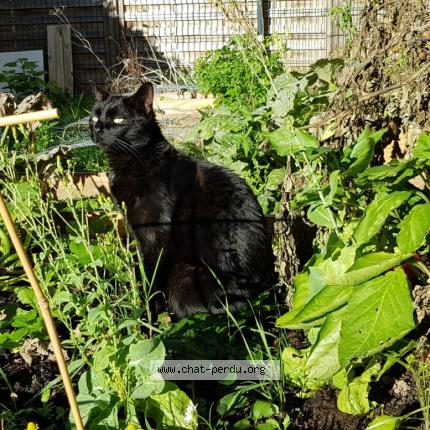 Photo 2/4 Sirius Chat lost in Sucy en brie