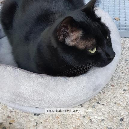 Photo 3/4 Sirius Chat lost in Sucy en brie