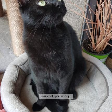 Photo 4/4 Sirius Chat lost in Sucy en brie