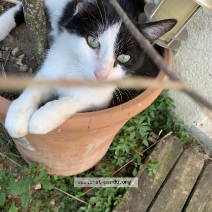 Photo 1/1 Fleurette Chat lost in Ecouflant