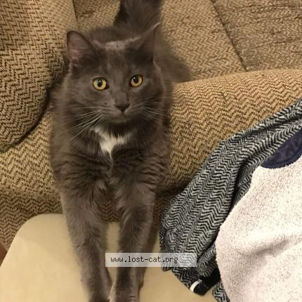 Picture of cat lost at Westerville