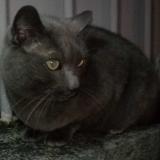 Picture of cat lost at Saumur