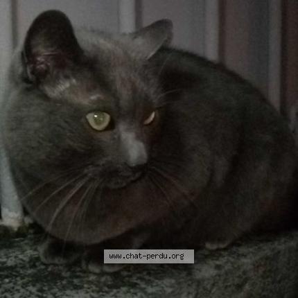 Photo 1/1 Iris Chat lost in Saumur
