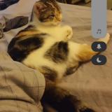 Picture of cat lost at Chambly