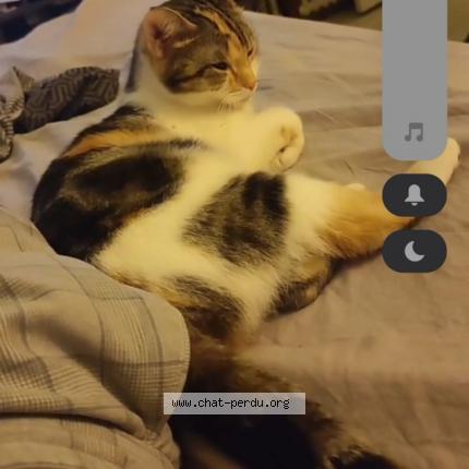 Photo 1/2 Poison dit fifille Chat lost in Chambly