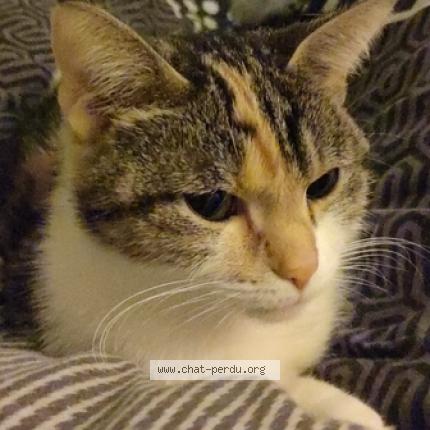 Photo 2/2 Poison dit fifille Chat lost in Chambly