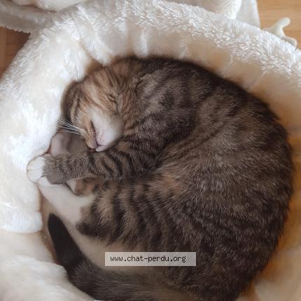 Foto einer verlorenen Katze in Geneve