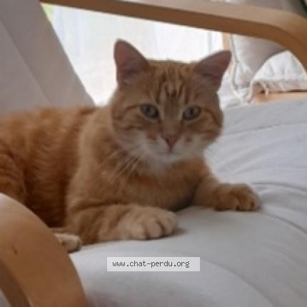 Photo 1/1 Wally Chat lost in Urcay