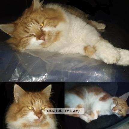 Photo 1/1 Amendo Chat lost in Noyen sur sarthe