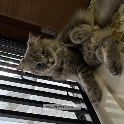 Photo 1/1 Reunited cat Found in Singapore