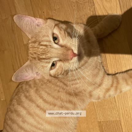 Foto 1/1 Wiedergefundene Katze Verloren in Bienne