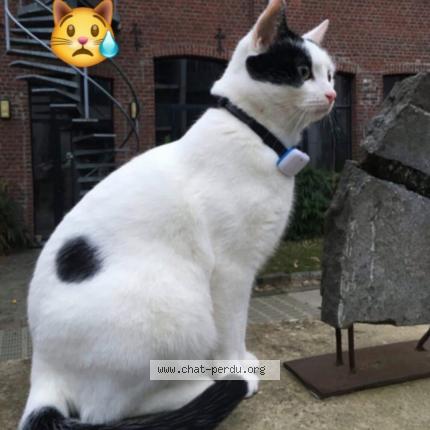 Foto 1/1 Kat teruggevonden Vermist in Bruxelles