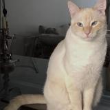 Picture of cat lost at Uccle