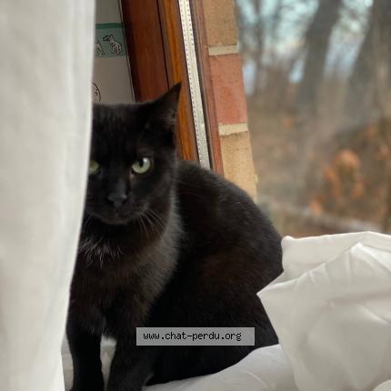 Foto van vermiste kat in Jodoigne