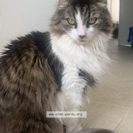 Foto 1/1 Kat teruggevonden Vermist in Hal