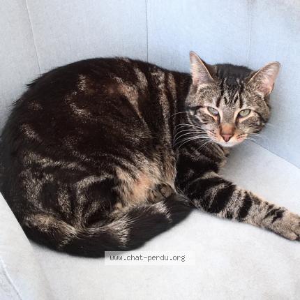 Foto 1/1 Kat teruggevonden Vermist in Bruxelles