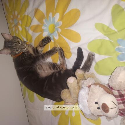 Photo 1/1 SWEETY Chat lost in Vaux le penil