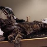 Picture of cat lost at Loon Plage