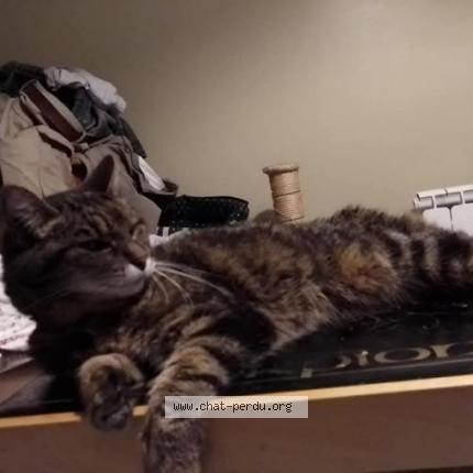 Photo 1/1 Promesse Chat lost in Loon plage