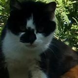 Picture of cat lost at Le Pellerin