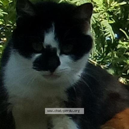 Photo 1/1 Tifelix Chat lost in Le pellerin