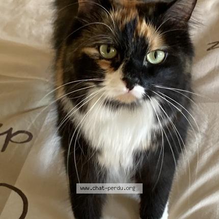 Foto van vermiste kat in Andrimont
