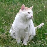 Picture of cat lost at Castelnaudary