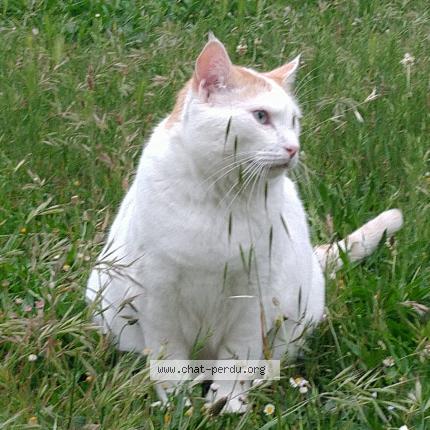 Photo 1/6 Blanco Chat lost in Castelnaudary
