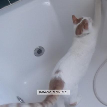 Photo 2/6 Blanco Chat lost in Castelnaudary