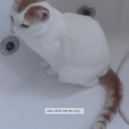 Photo 3/6 Blanco Chat lost in Castelnaudary