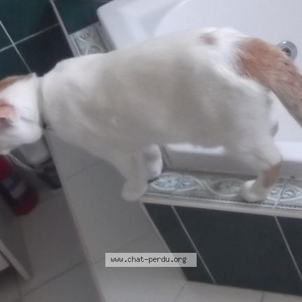 Photo 4/6 Blanco Chat lost in Castelnaudary