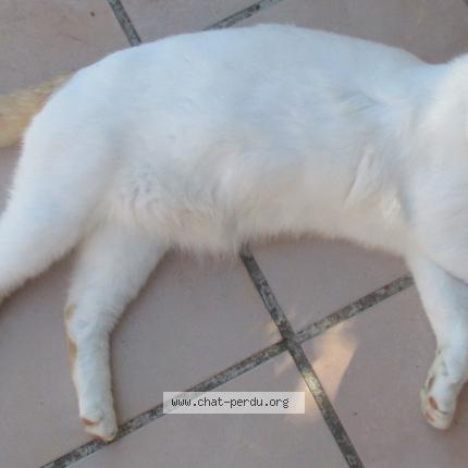Photo 5/6 Blanco Chat lost in Castelnaudary